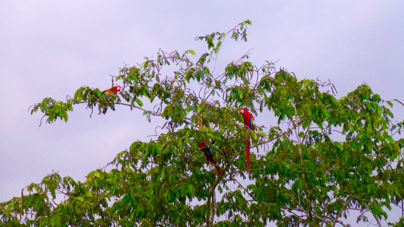 Three Wild Macaws
