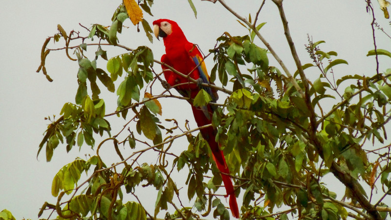 Macaw in a Tree