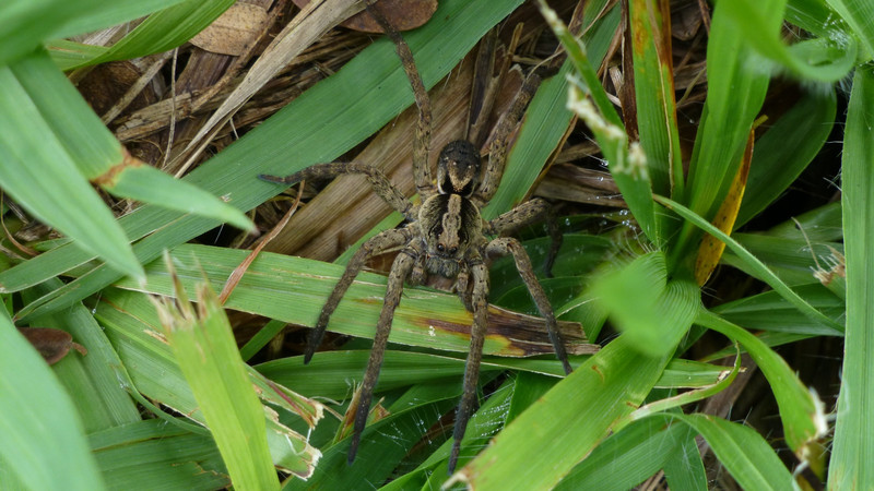 Spider in the Grass