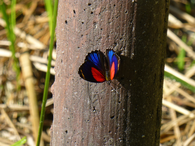 Blue & red butterfly