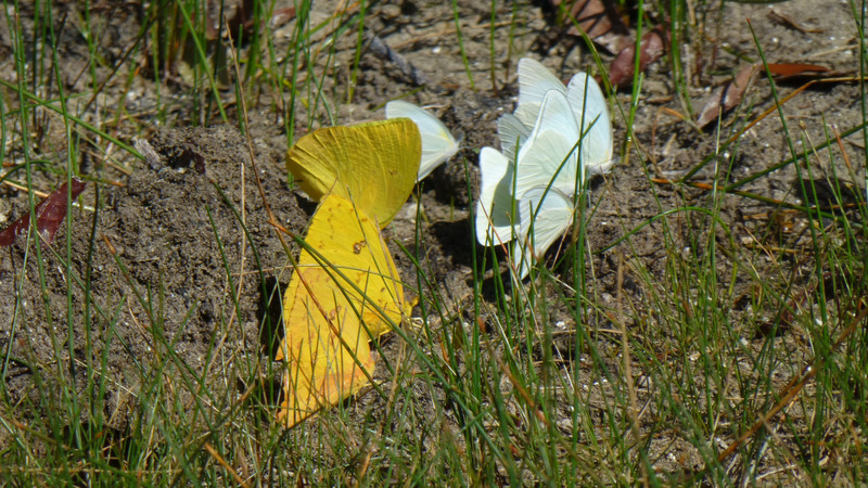 Yellow and white butterflies