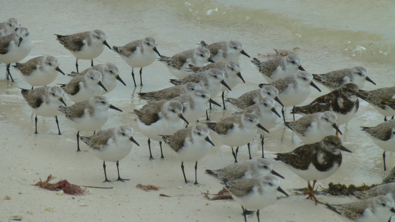 Togetherness, huddled against the wind