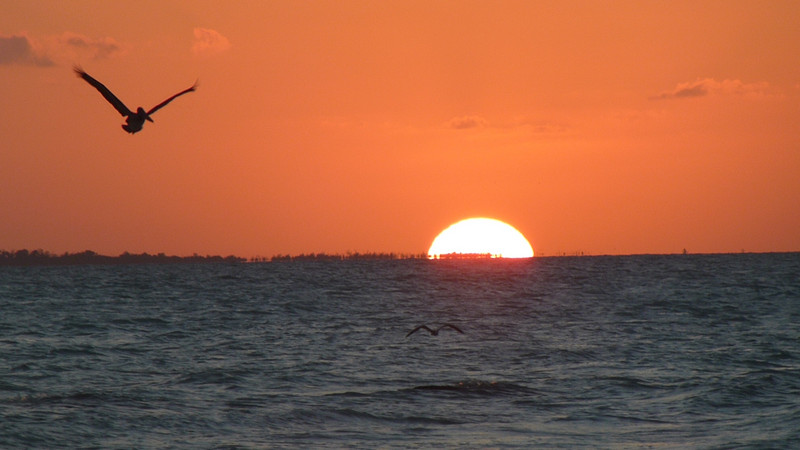 Pelican flying into the sunset