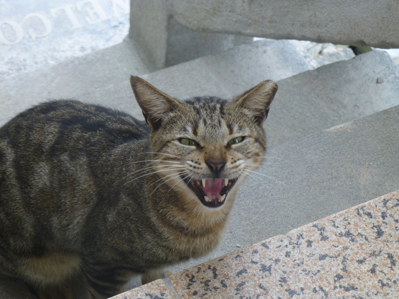 Smiley feral cat, and oh so friendly 