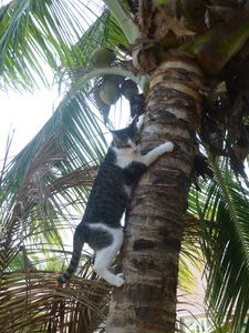 Cats everywhere love to climb