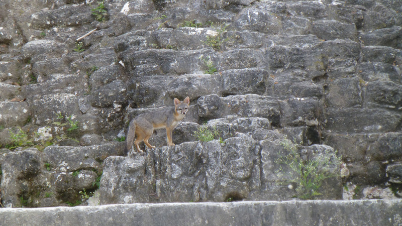 Fox on the stones