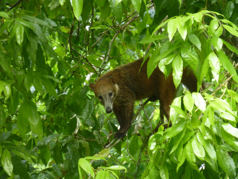 Curious coati in a tree