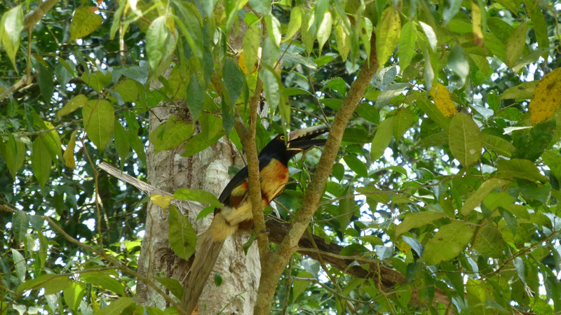 Toucan in a tree
