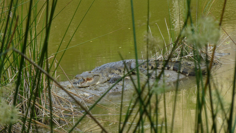 Resting croc