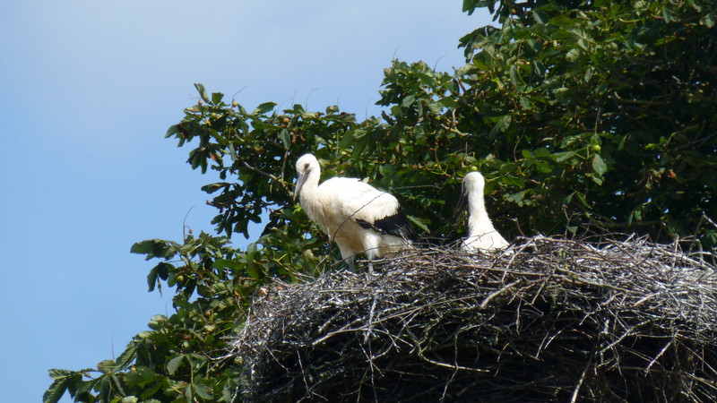 Storks in a Nest on a Platform on the Top of a High Pole