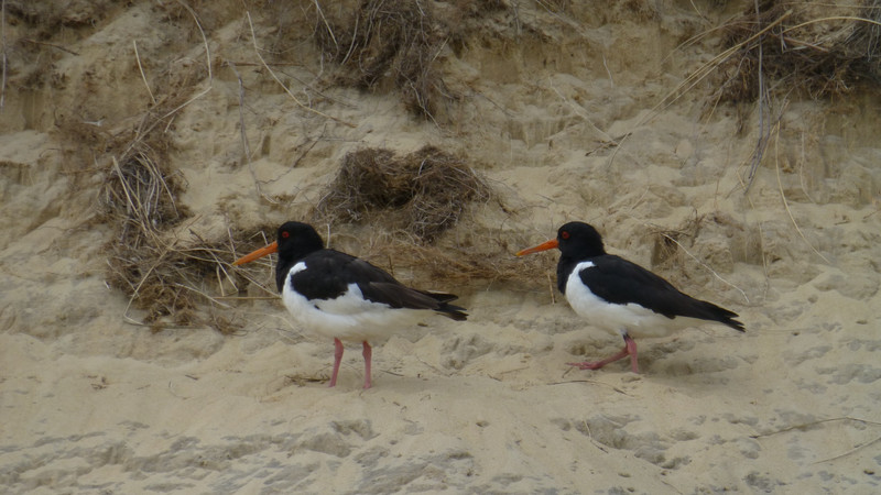 Oyster Catchers on the Dunes