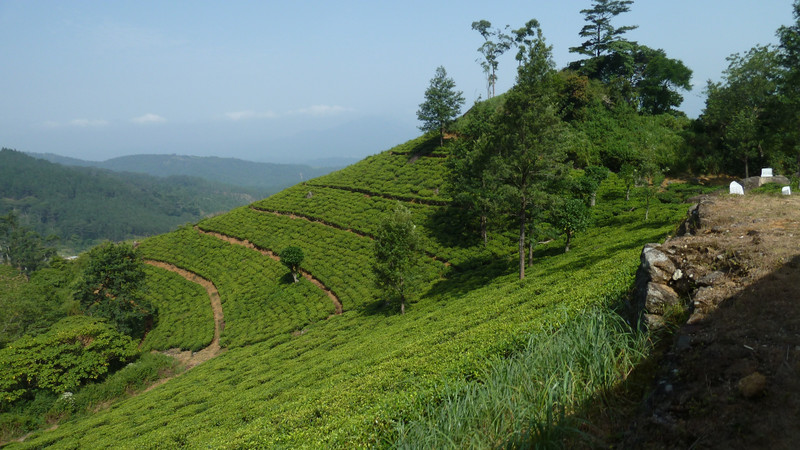 Sloped Tea Plantation