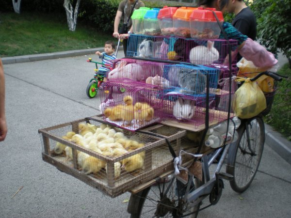 baby chicks and bunnies for sale
