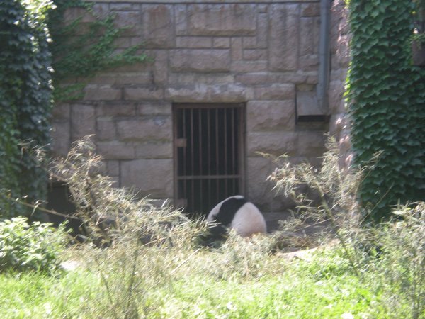 panda sighting