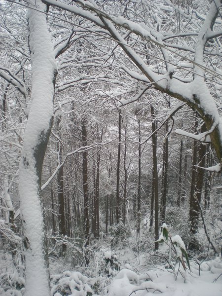 snowy scene