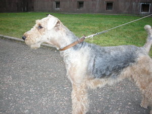 A Russian Airedale
