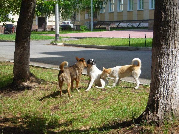 street dogs return