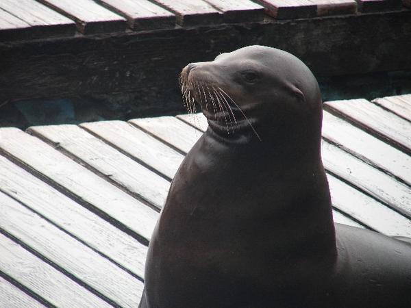 Mr Seal