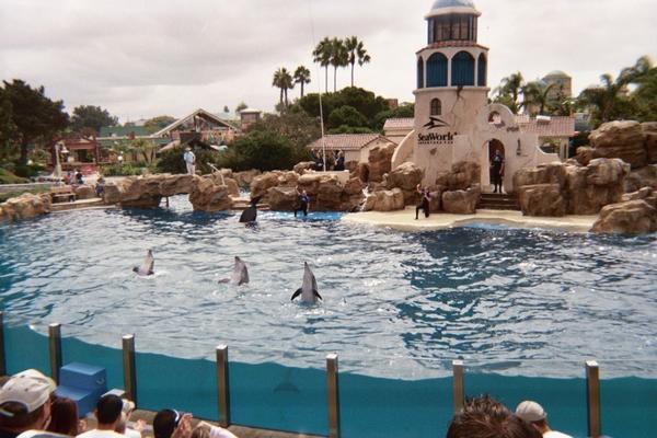 The dolphin show at Sea World