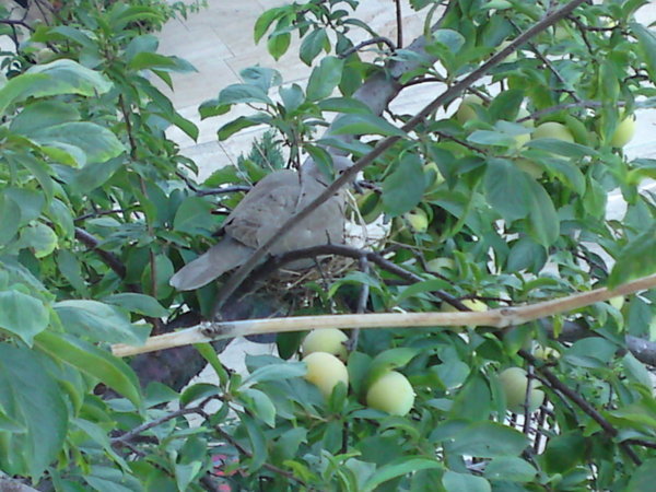 Dove in a peach tree