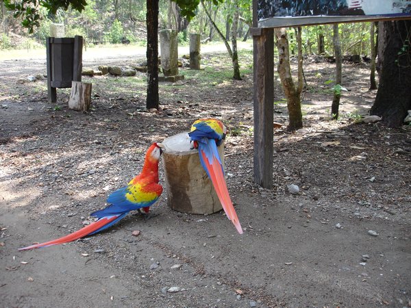 Macaws at Copan