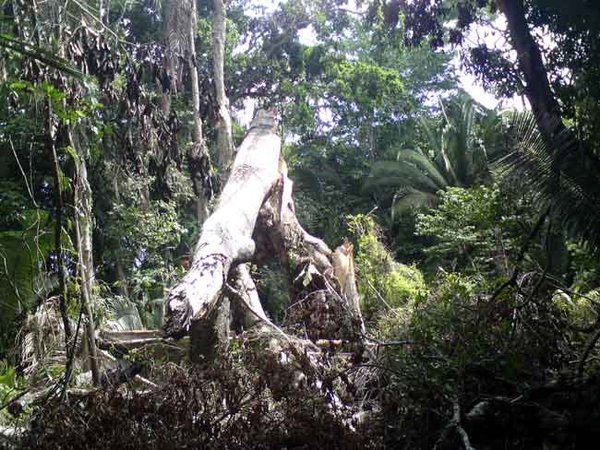 Broken tree at Ceibal