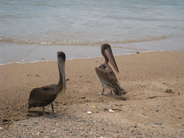 Pelicans on the beach, Puerto Vallarta