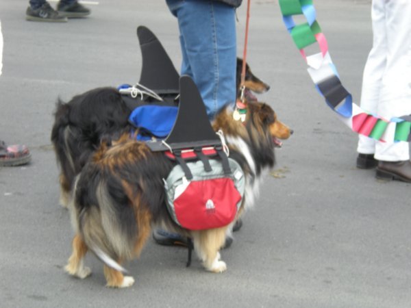 Dogs dressed up as orcas