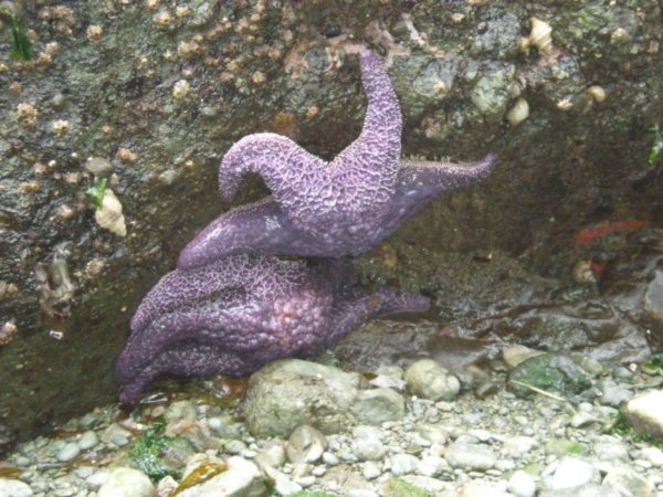 Purple (Ochre) Sea Stars