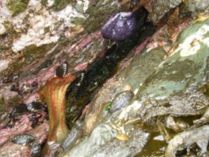 Purple sea star, chitons, and another Christams anenome
