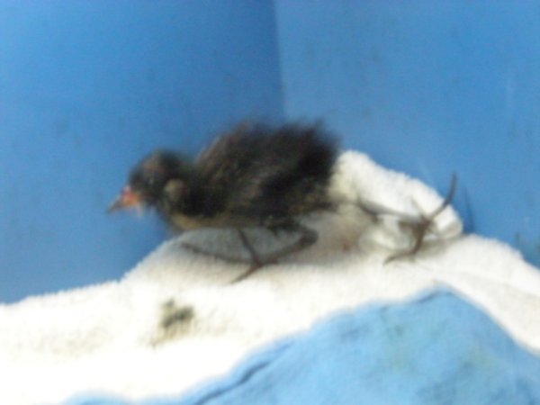 American Coot (baby)
