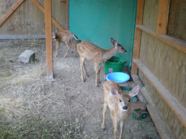 Black-tailed deer fawns