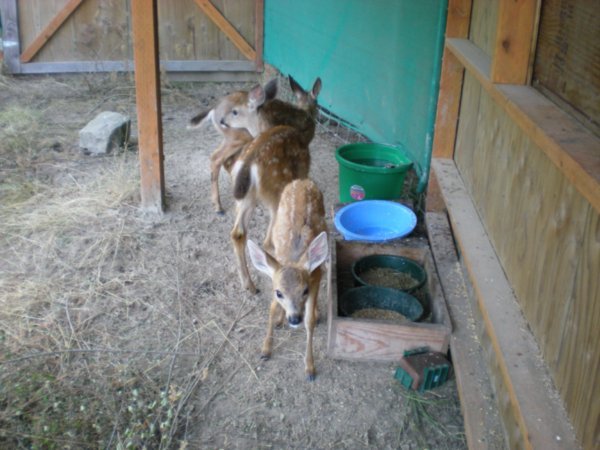 More fawns - we have 6 total
