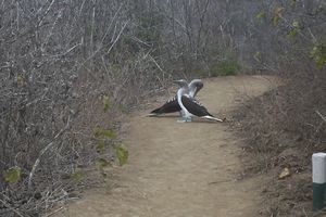 Blue-footed boobies