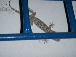 Gecko!!!