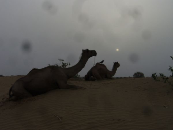 Camels Resting 