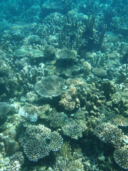 Amazing Reefs