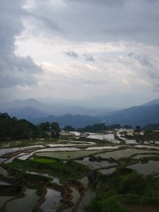 Rice Fields in Toraja