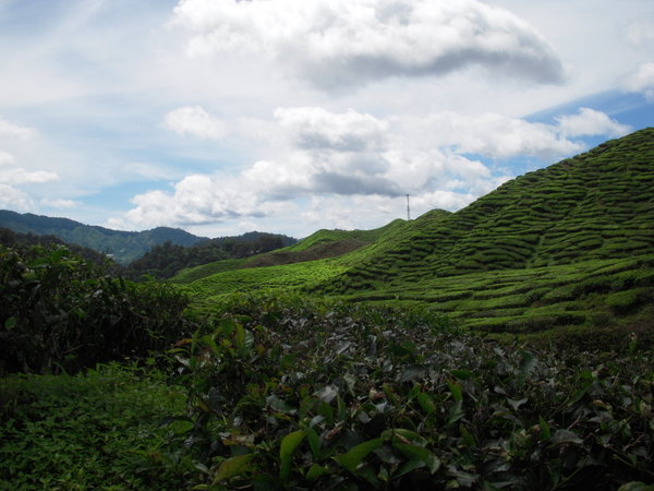 Valley in Cameron Highlands