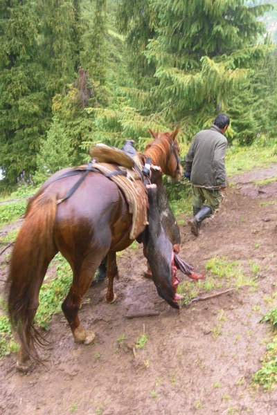 Horse carryıng horse parts, Kyrgyzstan
