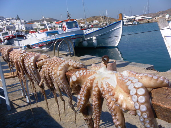 Obligatory octopus shot, Paros