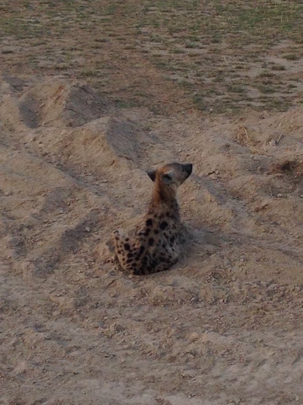Spotted Hyena - Amboseli NP