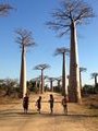 Allee des baobaobs