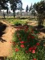 Garden - Antsirabe