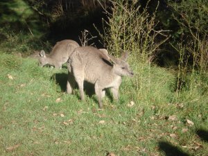 Eastern Grey Kangeroos