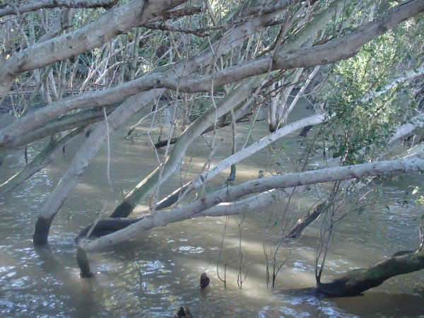 Mangroves (or trees in water)