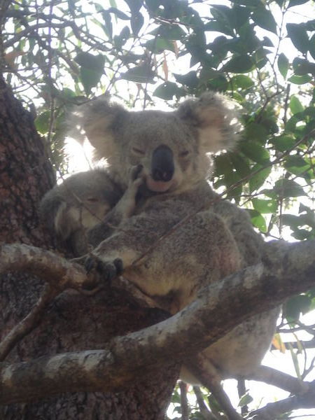 Mother and Joey Koala in the wild