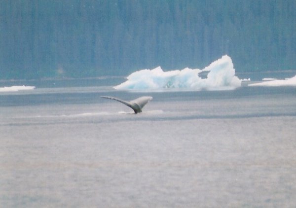 Humpback fluke - SE Alaska