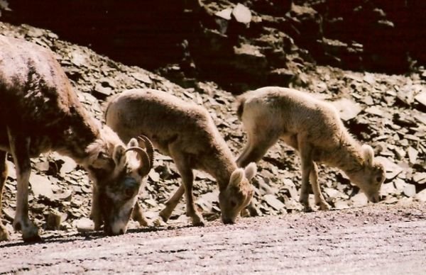 Twin bighorn lambs - Banff