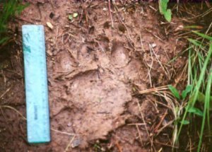 UM Elk Research 2002-04 | Travel Blog
